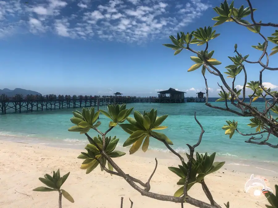 Scenic beach with a tropical tree and jetty during island hopping Orange Wave Resort