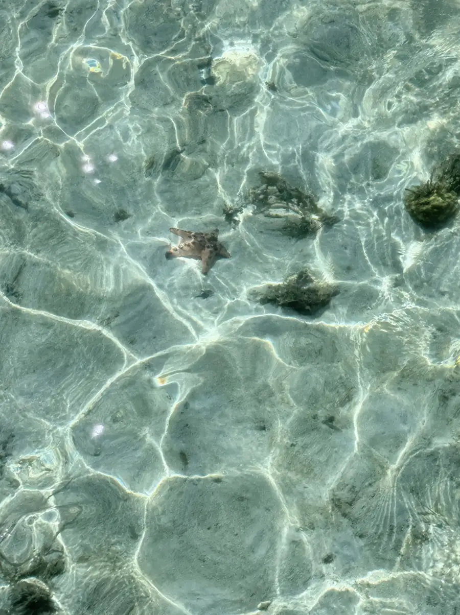 Vibrant coral reefs and tropical marine life Orange Wave Resort